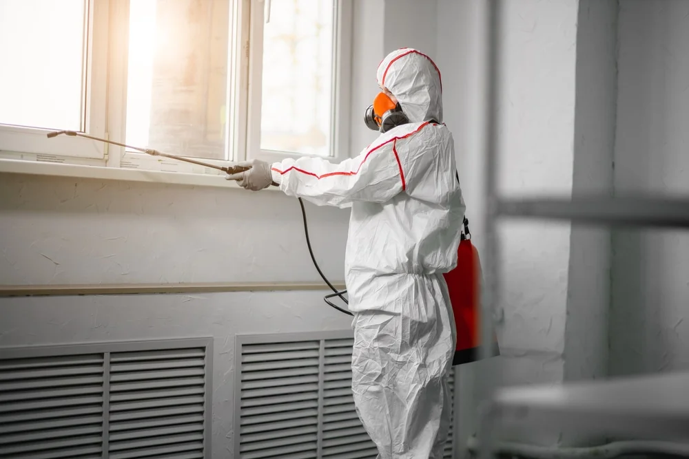 Professional mold remediation services in Hallsville, TX